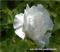 母親去世，舅舅和姨媽是否有權(quán)繼承遺產(chǎn)