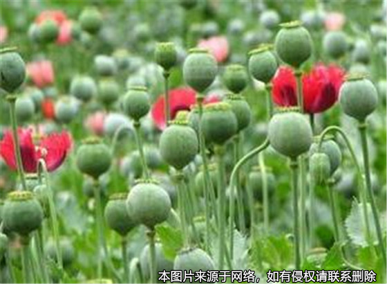 農(nóng)婦為救女兒，輕信偏方種罌粟被判刑